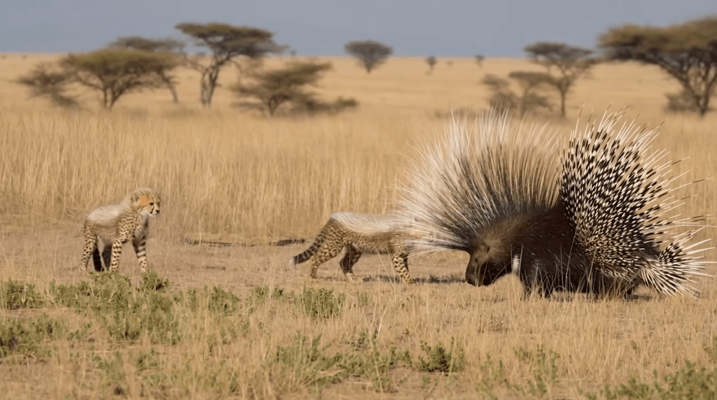 Cheetahs and Porcupine